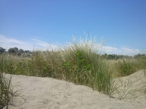 Tra le dune di Alberoni